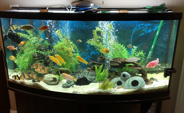ocean underwater fish