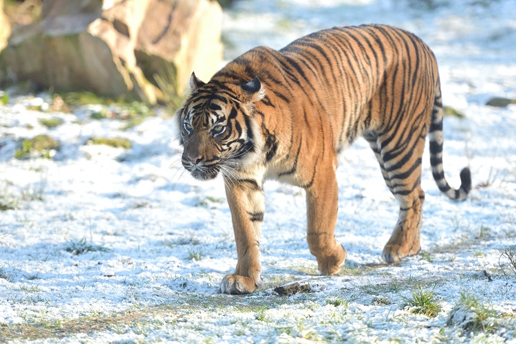 tiger facts and information