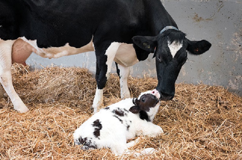 how we farmed animals