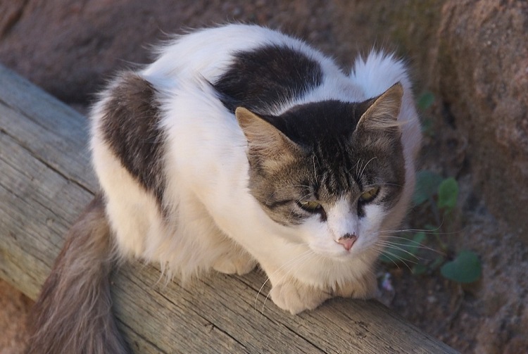 how many cats are in the world