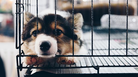 are puppy mills illegal