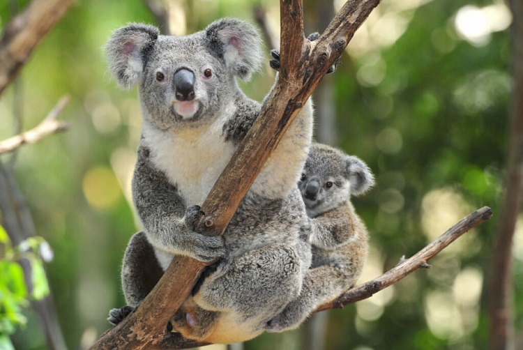 are koalas nocturnal