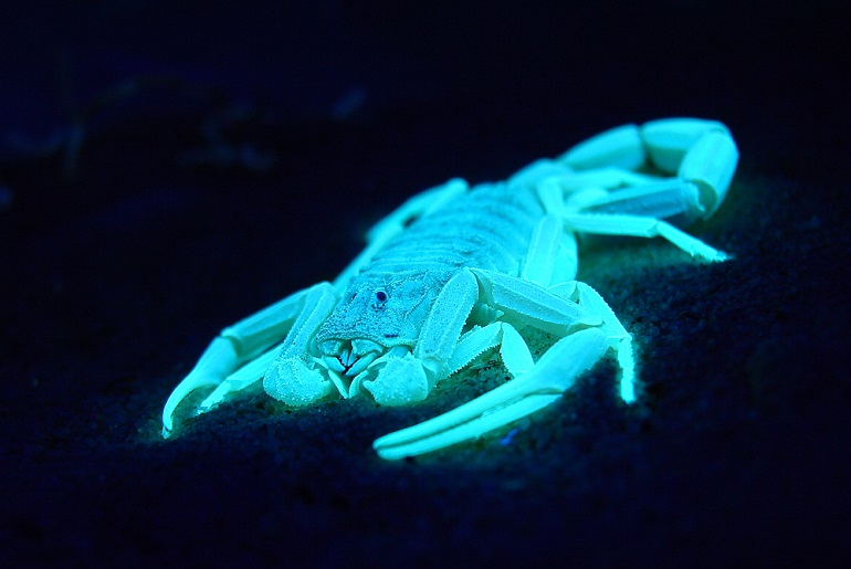 are scorpions spiders