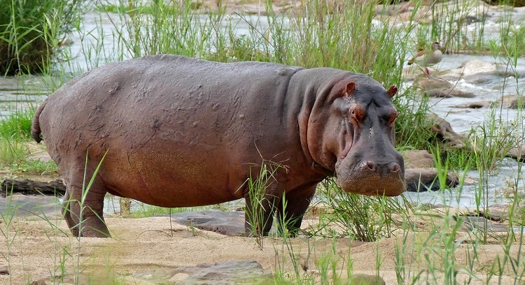 Common Hippopotamus