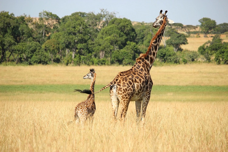 giraffe endangered