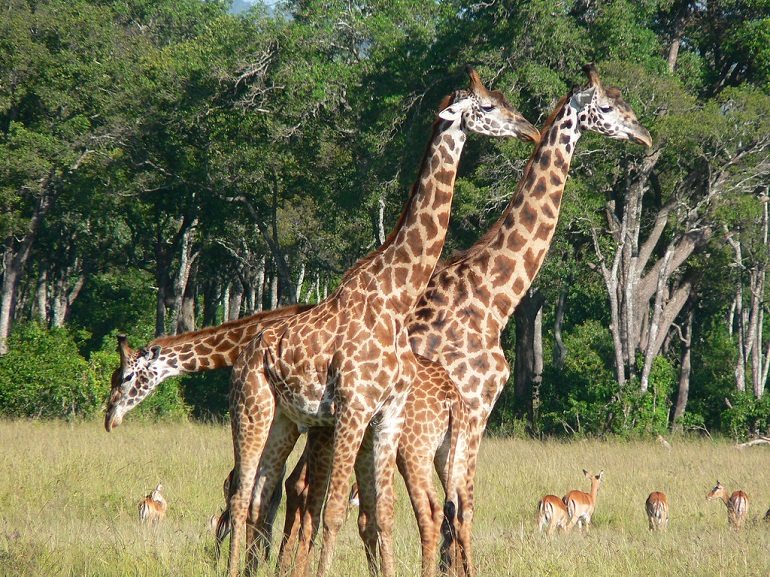 giraffe extinct