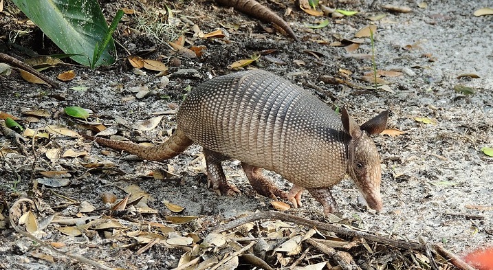 types of armadillo