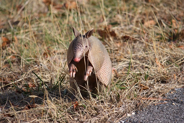 armadillo in spanish