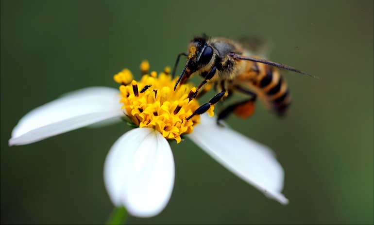 facts about queen bees