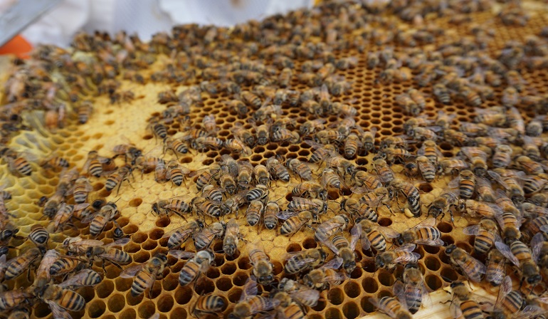 fun fact about bees