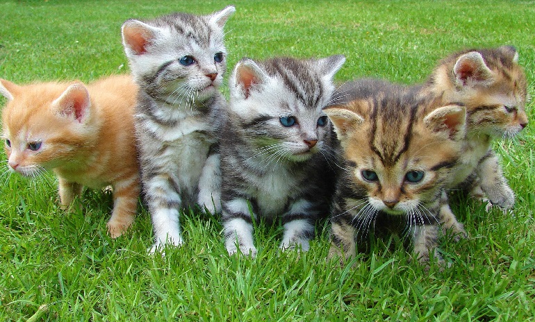 how many cats in USA