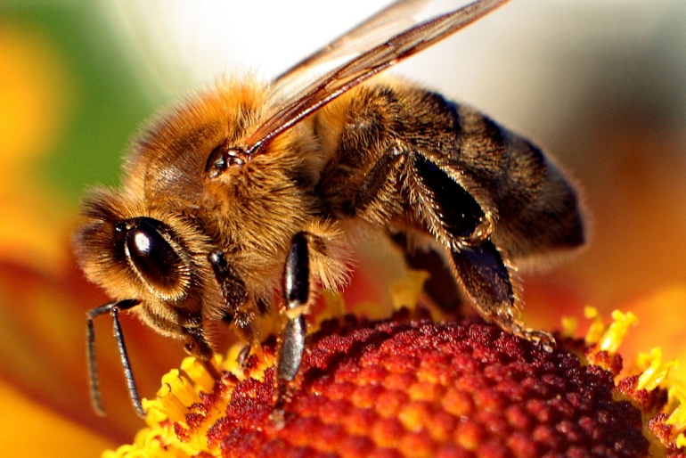 facts about bees