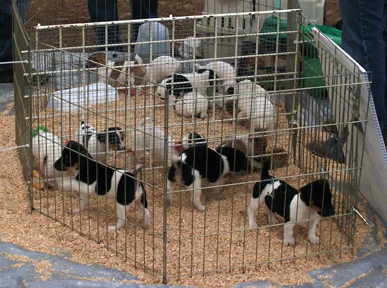 dog mill