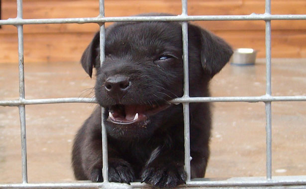 puppy mills article