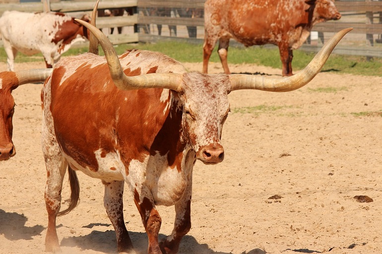 how many people do cows kill a year