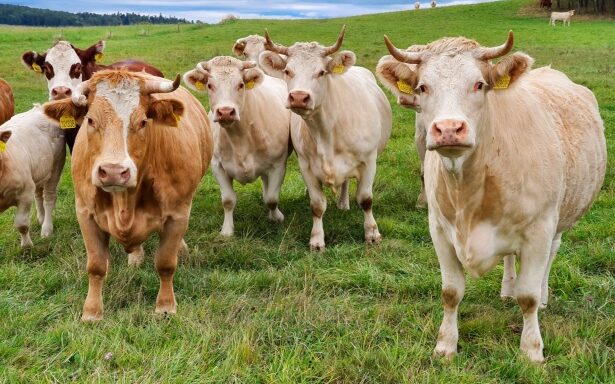 death by cows per year