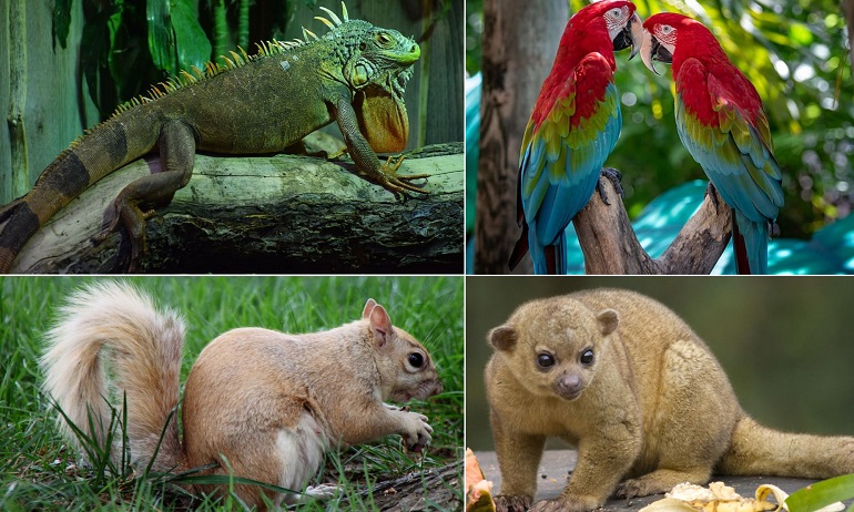 nj exotic pets