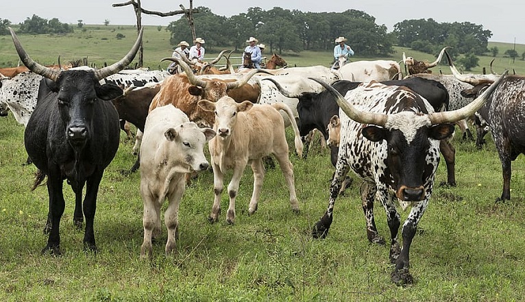 how many people die from cows a year