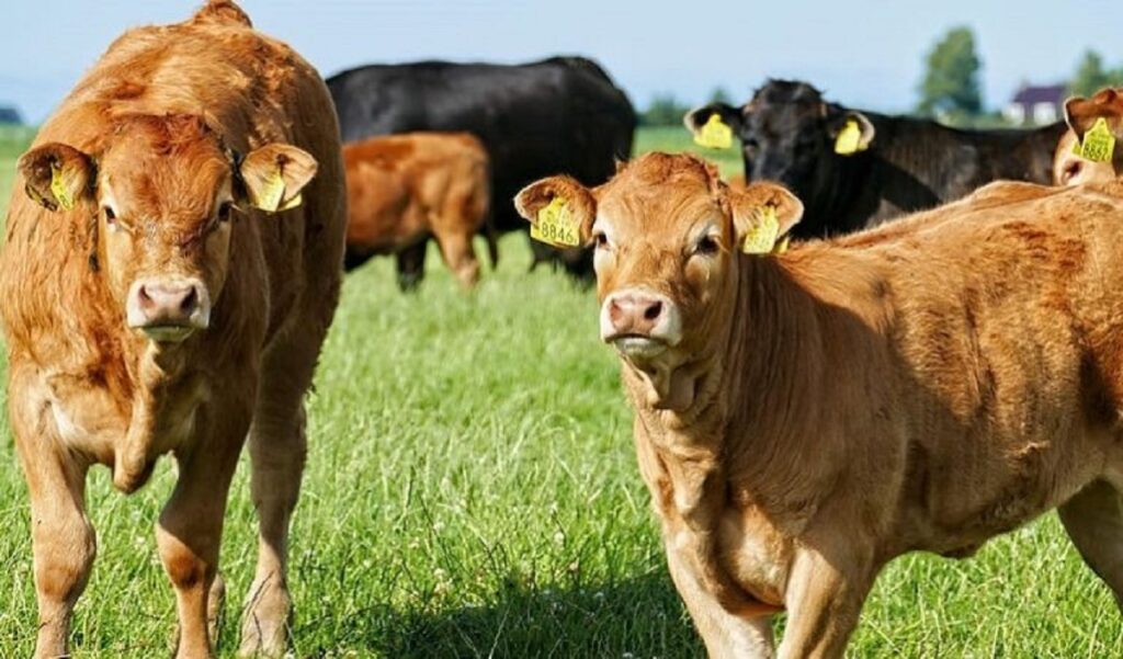 what state produces the most beef