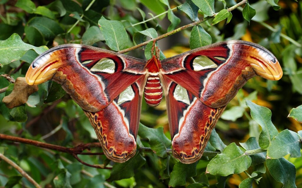 biggest bugs in the world