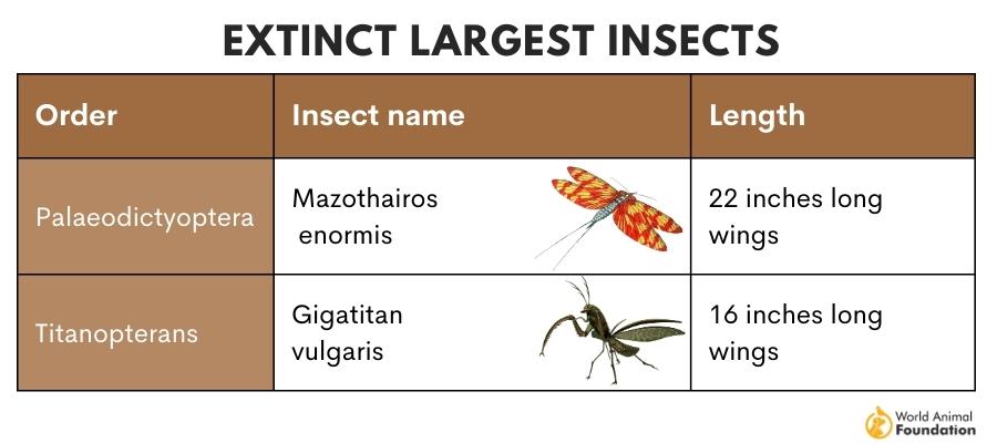 Extinct largest Insects