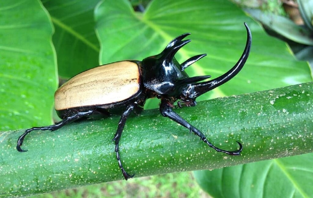 Hercules Beetles