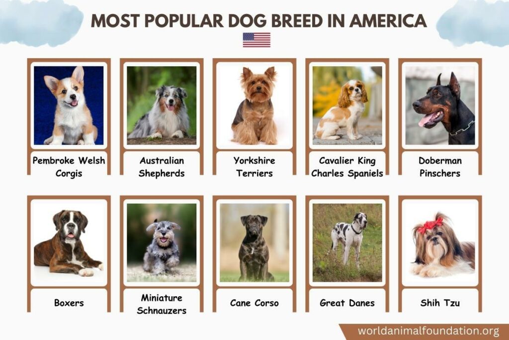 Most Popular Dog Breed in America