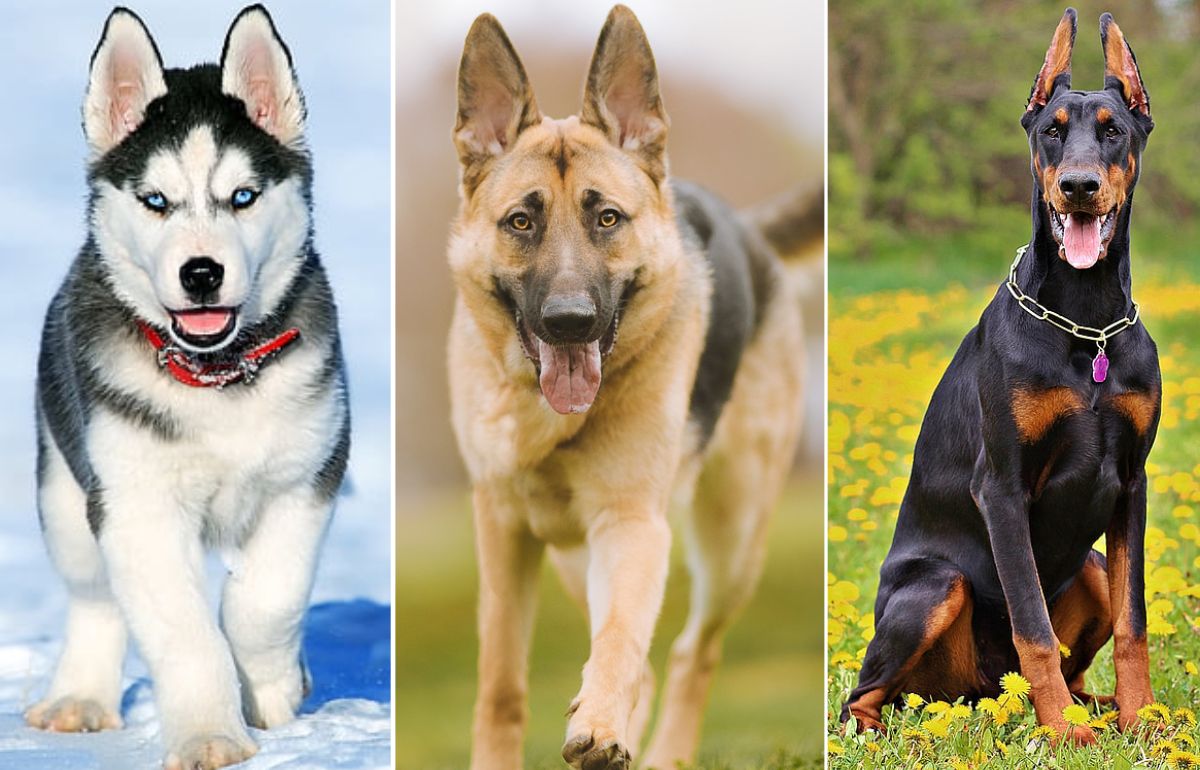 Most Popular Dog Breeds