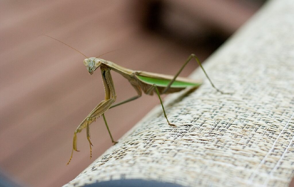 largest insect in the world