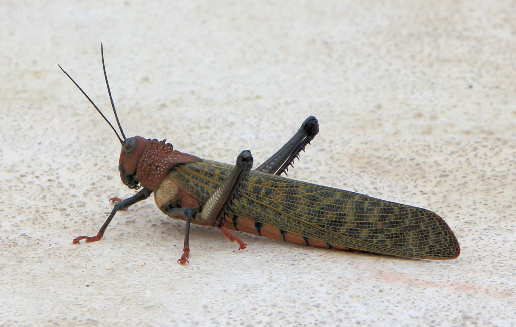 largest insect ever