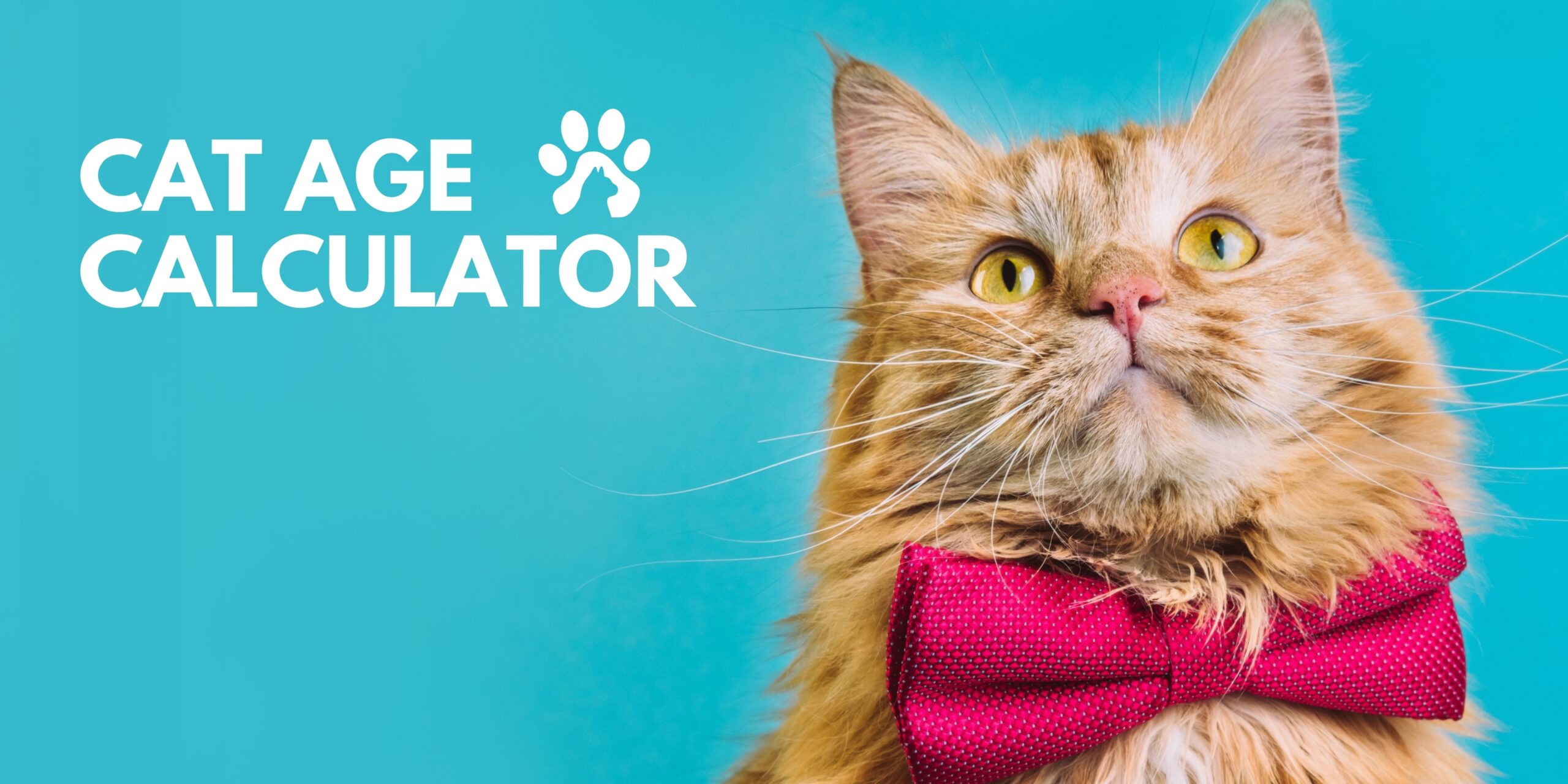 cat age calculator