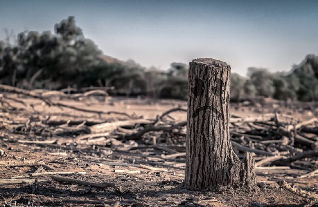 effects of deforestation