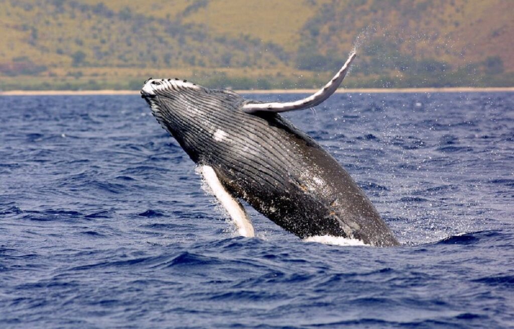 facts about humpback whales