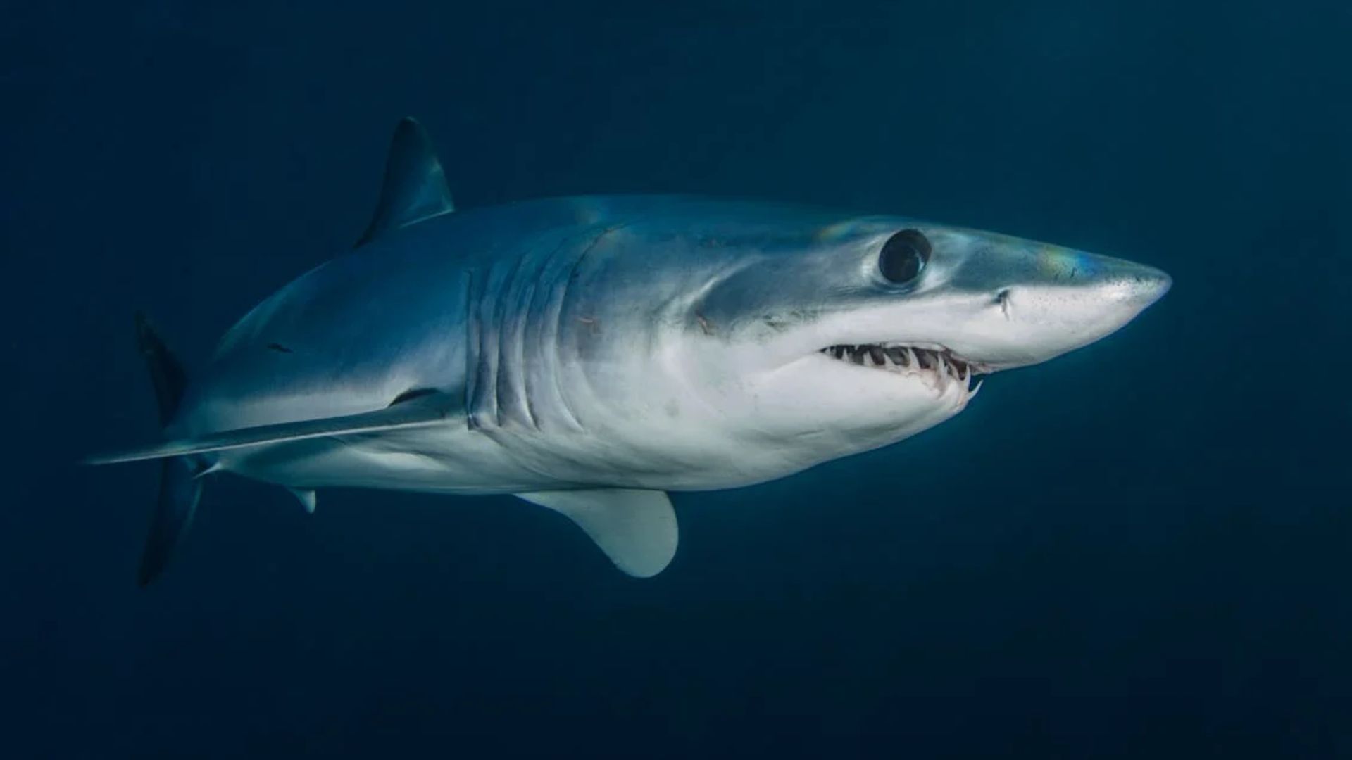 mako shark facts