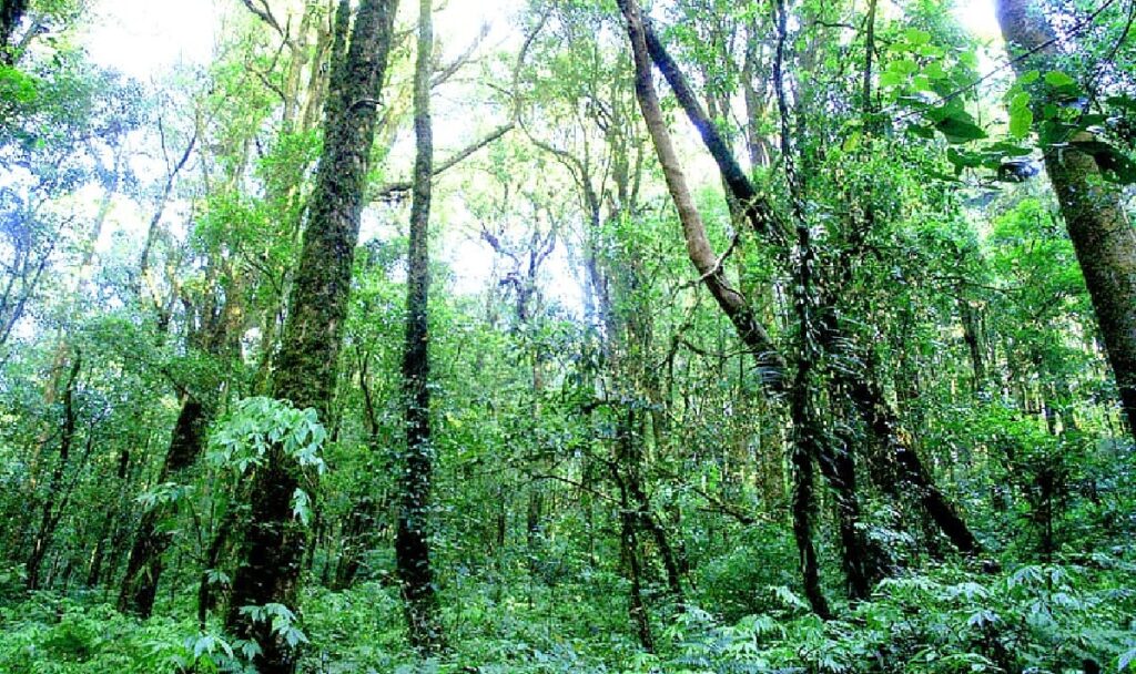 how many rainforests are there