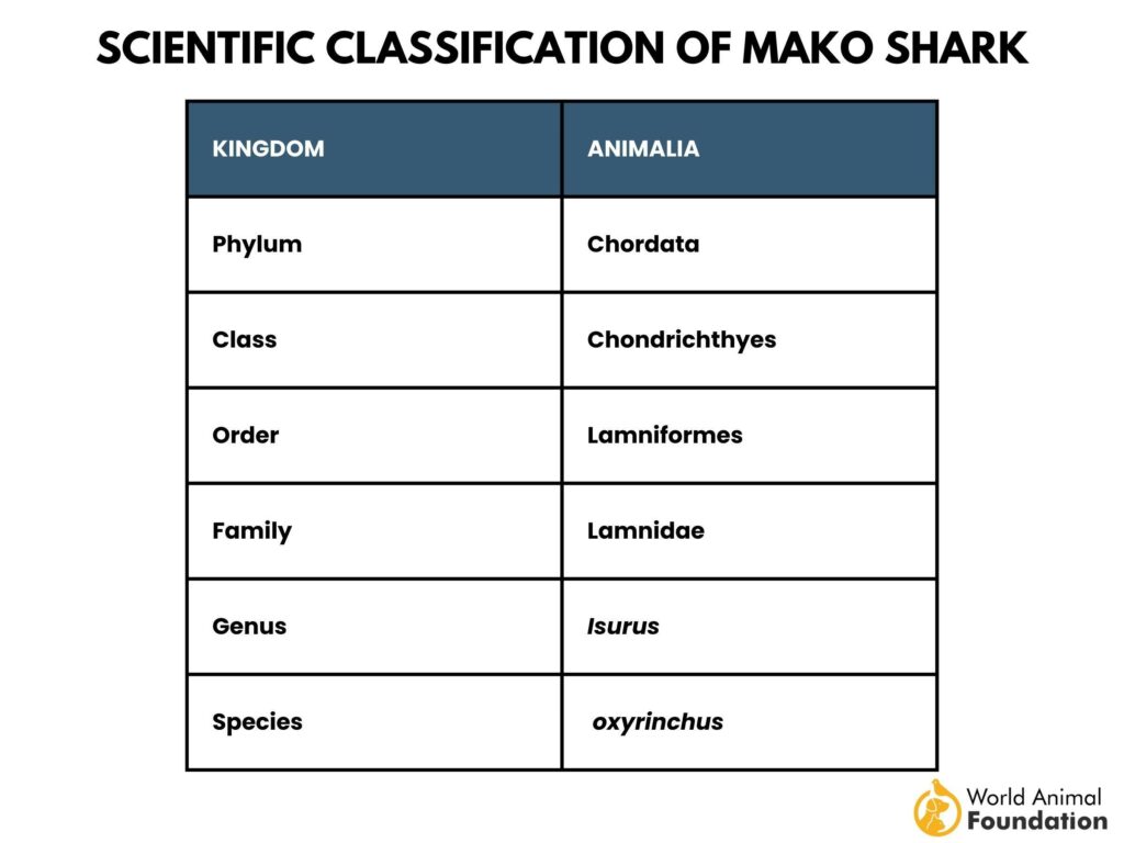 which classification of marine organisms includes swordfish and sharks