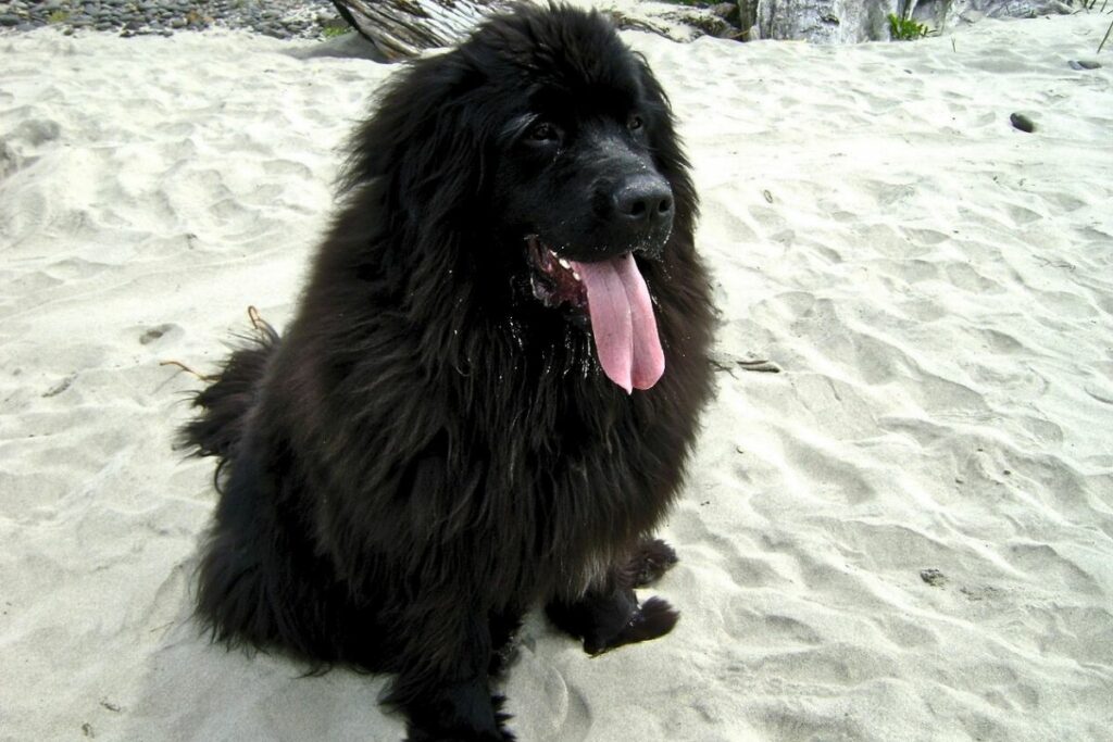 big dogs with long hair