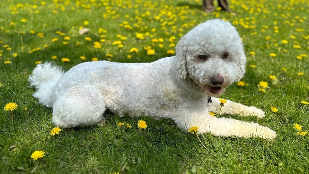 poodle sizes