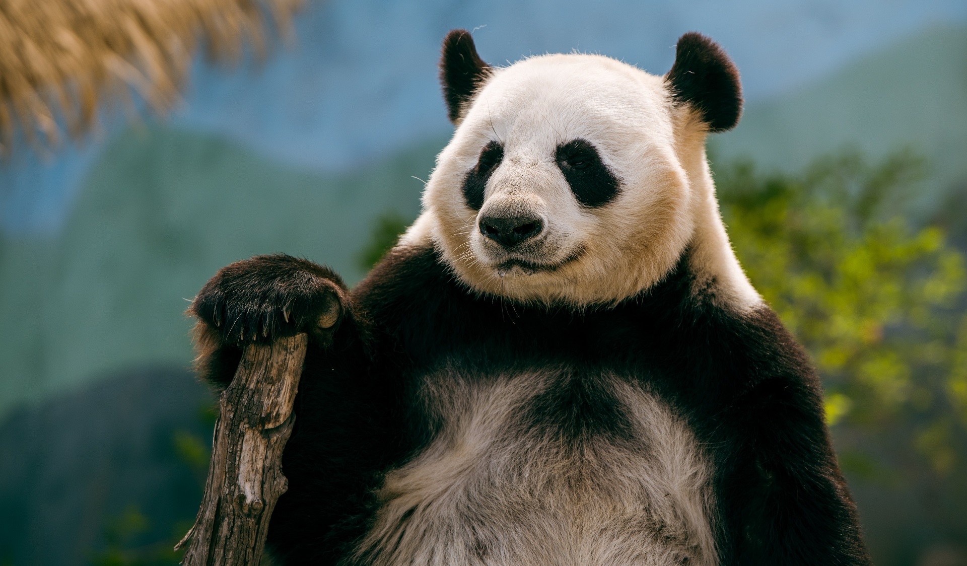 Dumbest Animals in the World