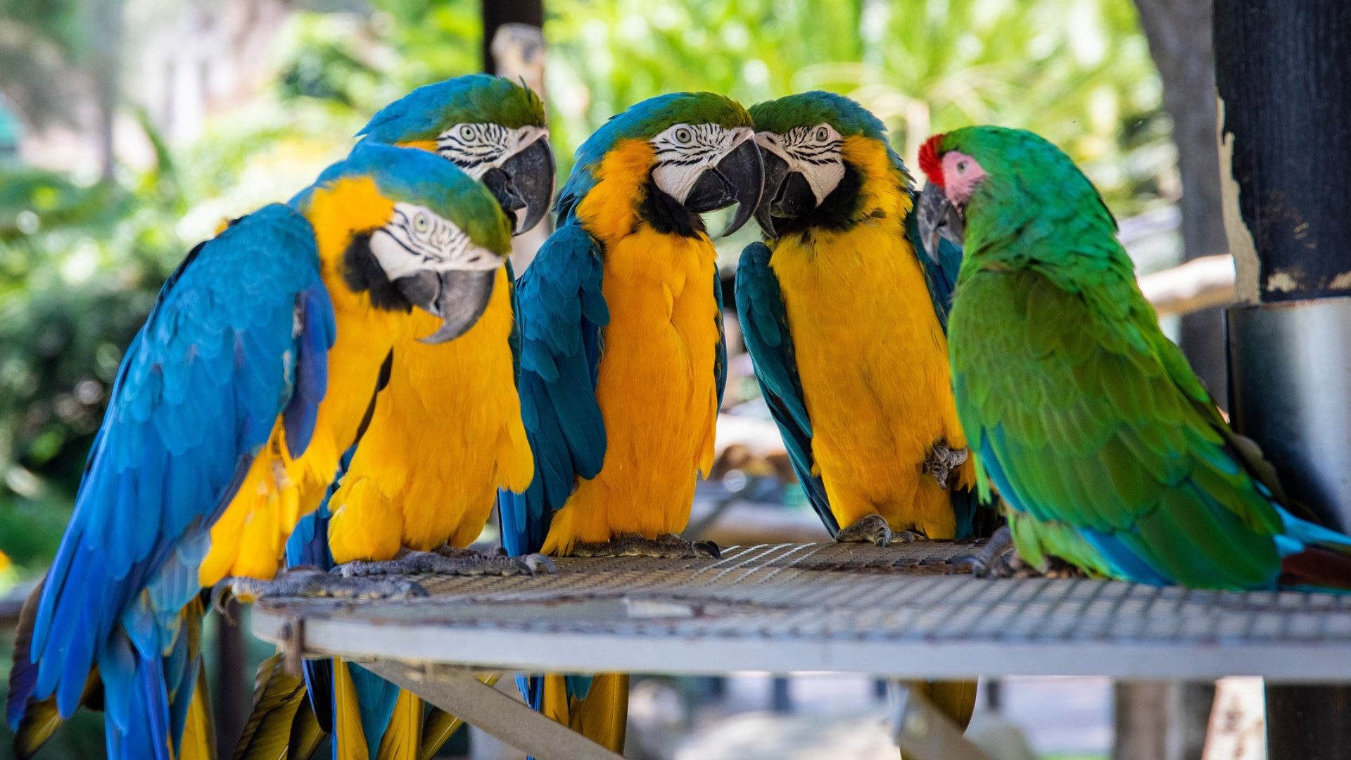 birds that talk