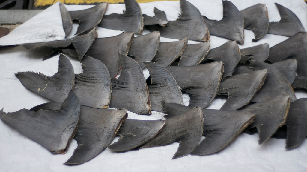 why are sharks killed for their fins