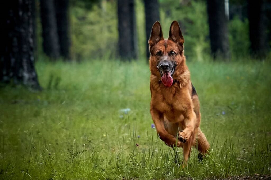 german shepherd personality
