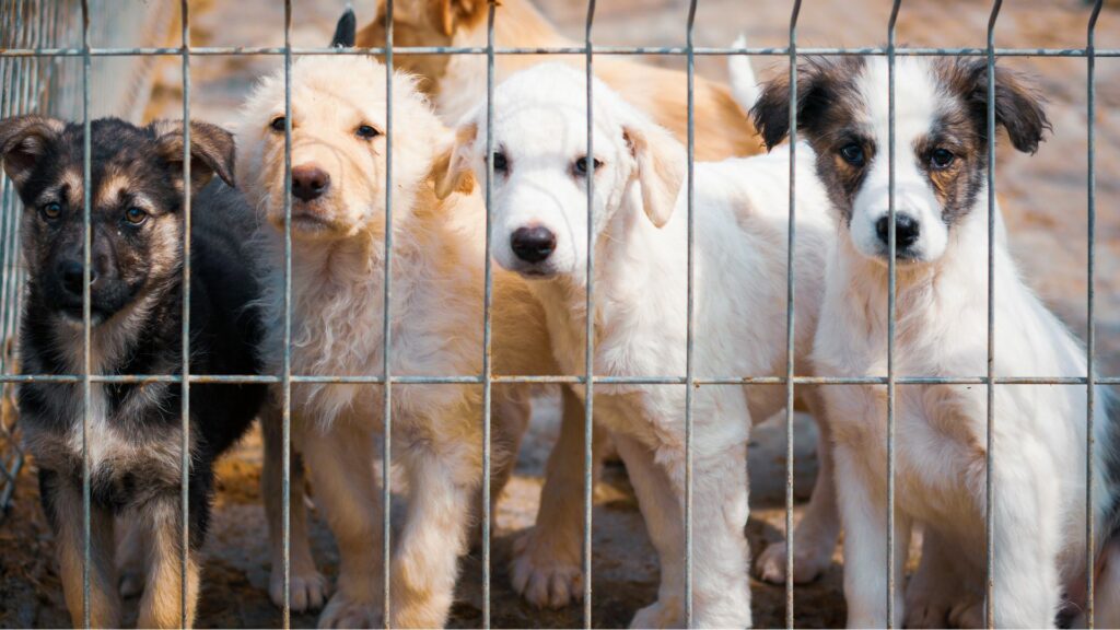 Animal Shelter Statistics