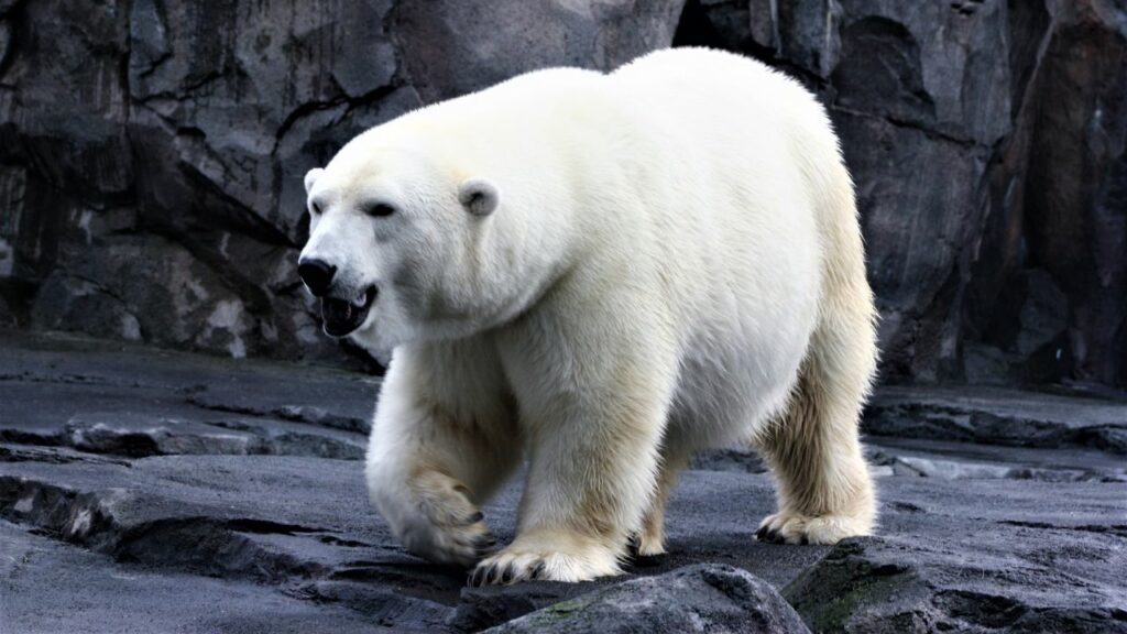 how many people do bears kill a year