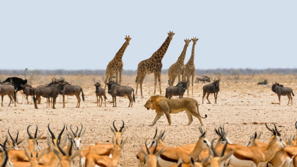 How Many Animals Are in the World