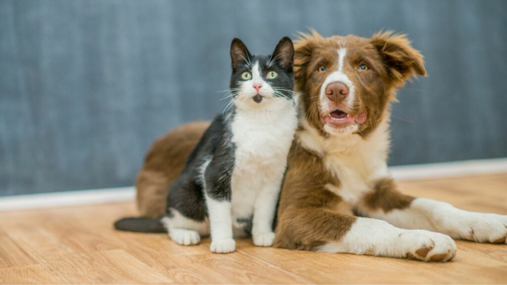 Most famous pets in the US