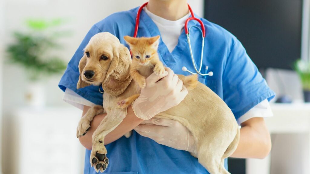 Pet Insurance