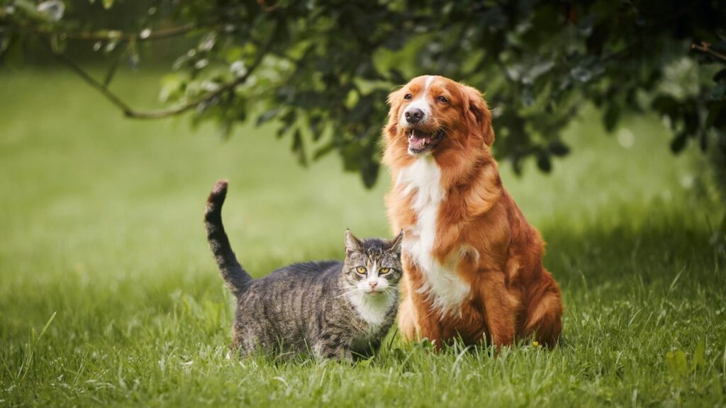 annual dogs and cat pet-related expenses