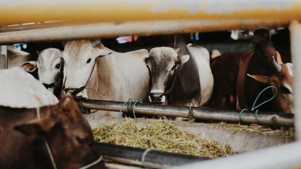 Global Factory Farming Statistics
