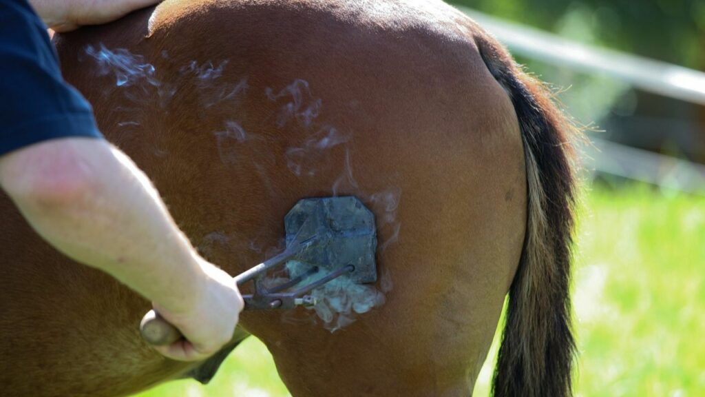 Hot-Iron Branding on animals